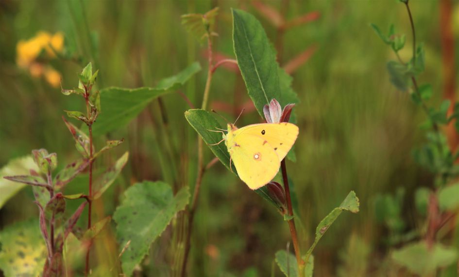 is dit een gele - oranje - steppe - of zuidelijke Luzernevlinder ?